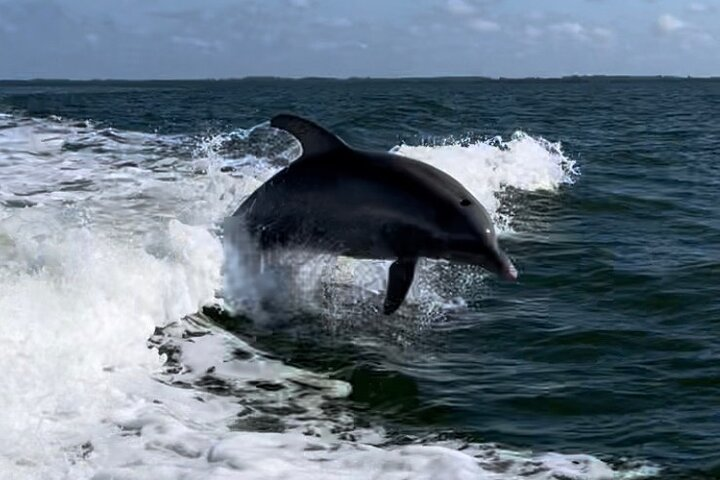 Private ONLY Dolphin Boat Tours - Photo 1 of 9